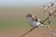 IMG_0201_Ficedula_albicollis.jpg