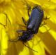 Malachius sp..jpg