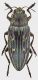 Chalcophora_anachoreta_Goksun_grey.jpg