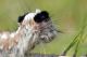 Dendrolimus pini4.JPG