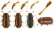 ciidae.jpg