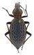Comb0763_28cr.jpg