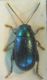 Altic 003 A.jpg