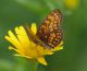 IMGP3951_M_athalia_Q_sm.JPG