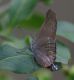 IMGP3913_Hairstreak_Q_sm.JPG