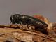 Monte_Soratte_1-V-2013_OL002.JPG