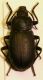 P.Torre Madonie PA 6.04 Iphthinus1.JPG