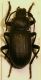 P.Torre Madonie PA 6.04 Iphthinus2.JPG