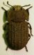P.Torre Madonie PA 6.04 Tenebrio01.JPG