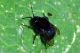 cfr. Xylocopa violacea.JPG
