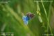 Gynandromorph_Blue_2009-07-09_1.jpg
