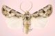 Agrotis syricola rid.jpg