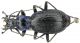 Chaetocarabus lefebvrei1.JPG