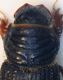 (Aphodiidae) Rhysemmus annaedicatus 1a.JPG