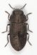 Melanthaxia Elba1.JPG