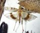 Oedaleus sp..jpg