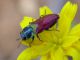 Anthaxia_scutellaris_Tolfa_VI-2004.jpg