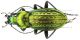 C. (Autocarabus) cancellatus duftschmidi Géhin, 1876 (c).JPG