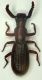 P.Albanesi PA 5.04 Dichillus.JPG