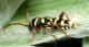 coleottero_cerambicidae.jpg