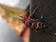 Rhagium 3.jpg