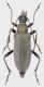 Cortodera-Keramidia-2.jpg
