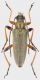 Cortodera-Keramidia-1.jpg