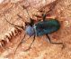 C. violaceum 018 (2).jpg