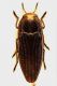 buprestoidea.jpg