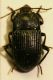 P.Torre Madonie PA 6.04 Tenebrio02.JPG