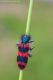 Cleridae_Casareggio_DSC4607.jpg