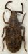 Peritelino Pellegrino  03.IV.2013  3.2mm.JPG