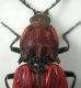Anostirus - pronoto.jpg