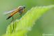 DSC_8842.jpg