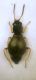 Charopus sp..JPG