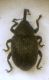 Miarus sp.JPG