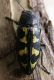 Buprestis novemmaculata 1.jpg