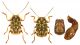 Pachybrachis exclusus etruscus.jpg