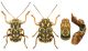 Pachybrachis tesselatus.jpg
