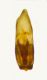 Pachybrachis edeago 002 copia.jpg