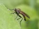 empis e.JPG
