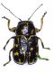 3 Web Pachybrachis _DSC0211.jpg
