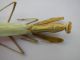 mantidi 004.JPG