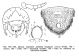 Oxythyrea funesta.jpg