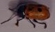 c etruscus1.jpg