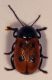 c etruscus.jpg