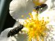 A_scutellaris_Maccarese_16-VI-2009.jpg
