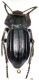 A. lorcana macho red firm.jpg