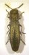 Agrilus oasi wwf 001 copia.jpg