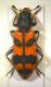 Trichodes alvearius copia.jpg